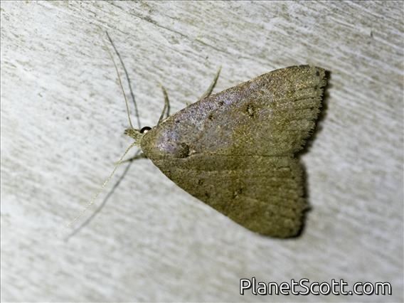 Erebid Moth (Erebidae sp)