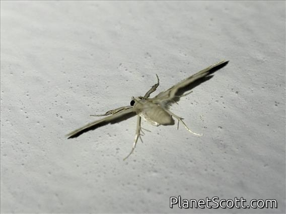 Crambid Snout Moth (Crambidae sp)