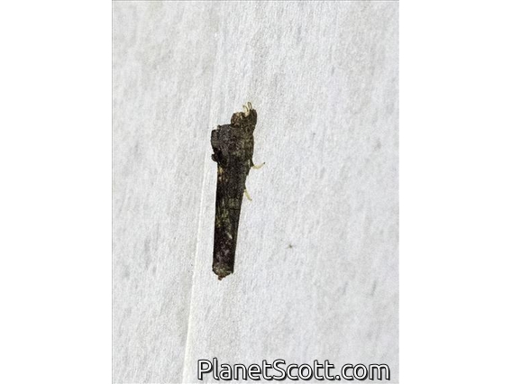 Prominent Moth (Ortholomia moluccana)