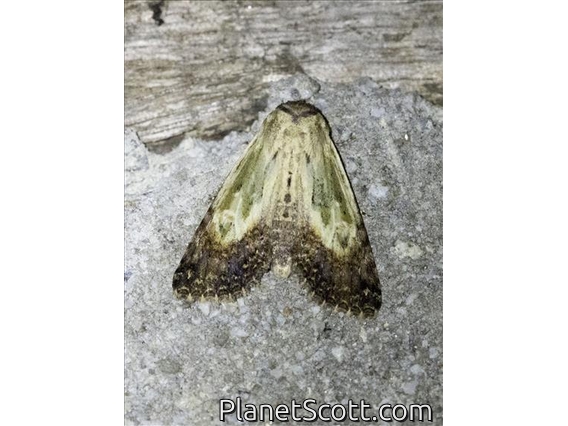 Euteliid Moth (Stictoptera microthyris)