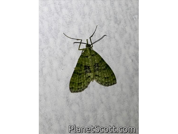 Carpet Moth (Larentiinae sp)