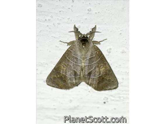 Prominent Moth (Clostera rubida)
