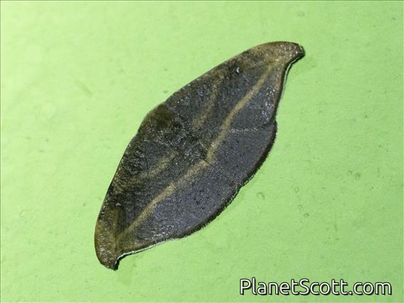 Hooktip Moth (Urogonodes patiens)