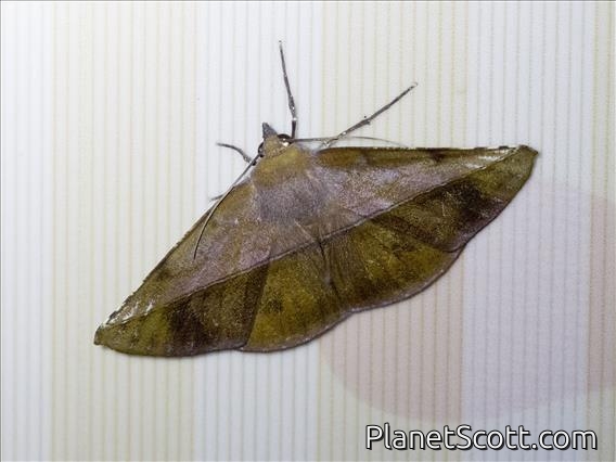 Geometer Moth (Sarcinodes derufata)