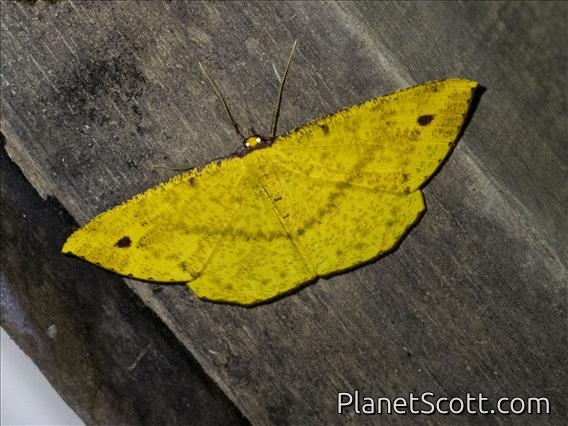 Geometer Moth (Eumelea sp)