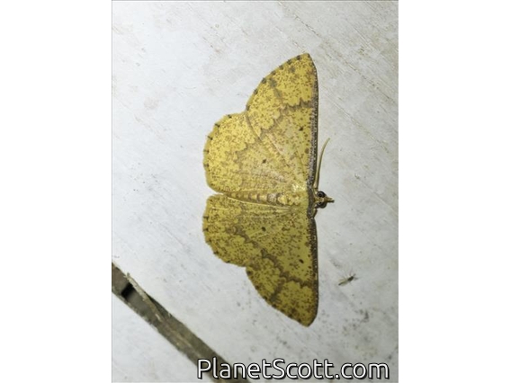 Geometer Moth (Synegia sp)