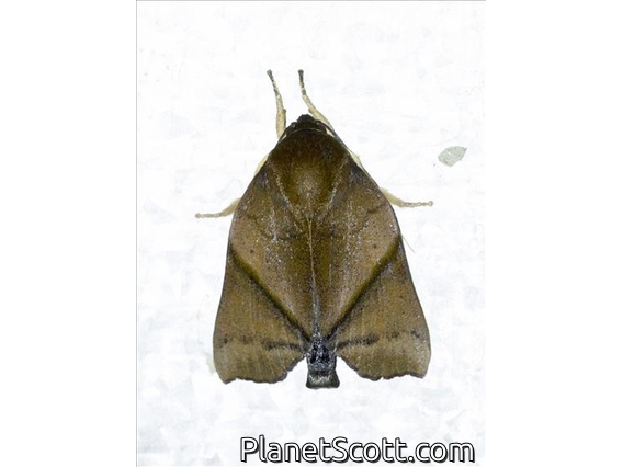 Tufted Moth (Chora sp)
