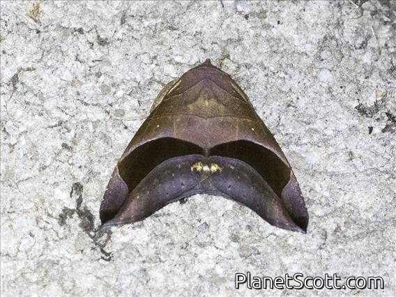 Poaphilini Moth (Erebidae sp)