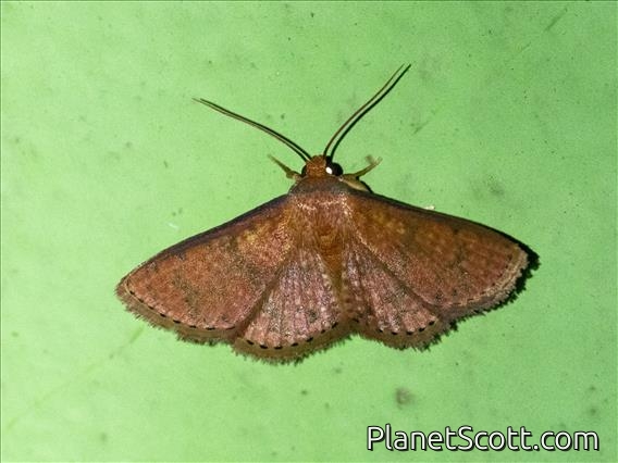 Geometer Moth (Geometridae sp)