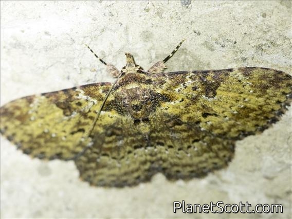 Erebid Moth (Erebidae sp)