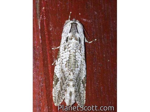 Erebid Moth (Erebidae sp)