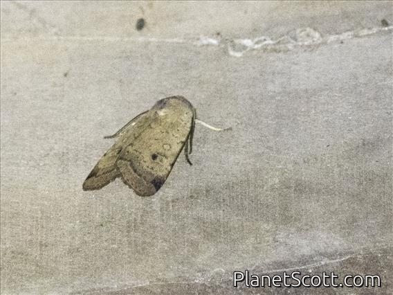 Cutworm Moth (Noctuinae sp)