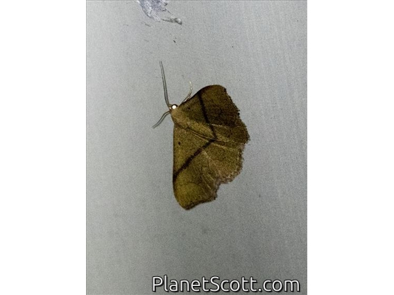 Geometer Moth (Geometridae sp)
