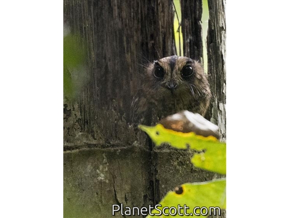 Vogelkop Owlet-nightjar (Aegotheles affinis)