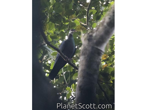 Metallic Pigeon (Columba vitiensis)