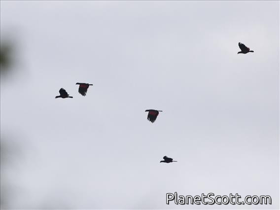 Pesquet's Parrot (Psittrichas fulgidus)