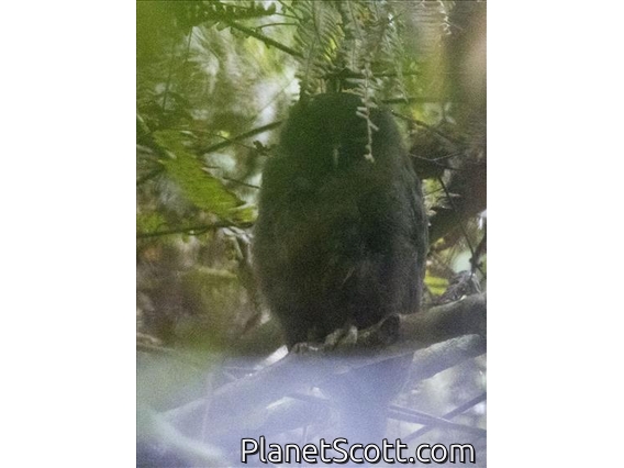Papuan Boobook (Ninox theomacha)
