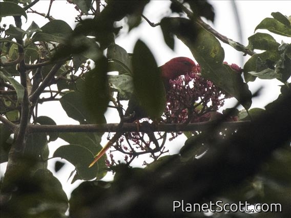 Josephine's Lorikeet (Charmosyna josefinae)