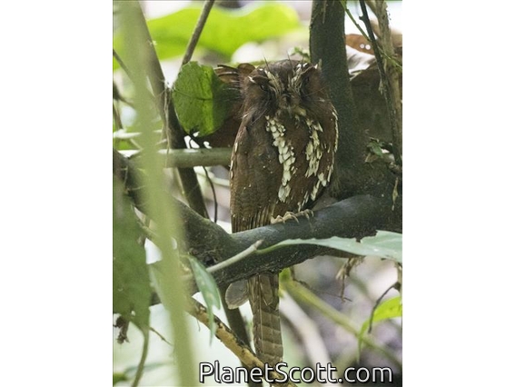 Feline Owlet-Nightjar (Aegotheles insignis)