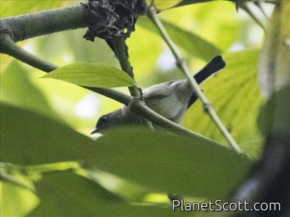 Mid-mountain Berrypecker (Melanocharis longicauda) - Female