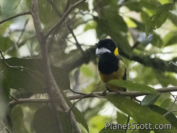Sclater's Whistler (Pachycephala soror)