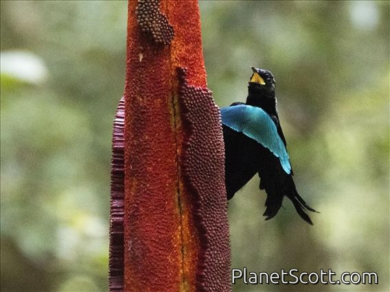 Vogelkop Lophorina (Lophorina niedda) - Male