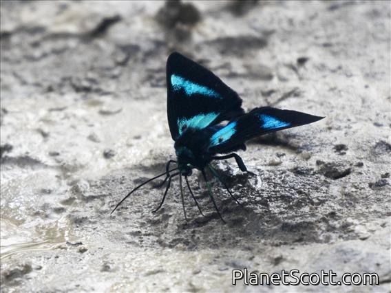 Geometer Moth (Milionia hypercallima)
