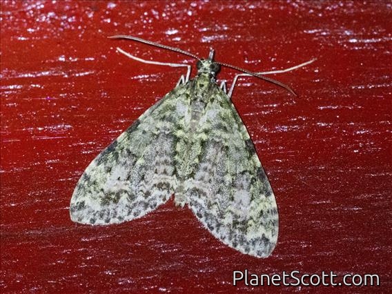 Carpet Moth (Larentiinae sp)