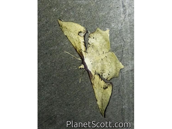 Geometer Moth (Xylinophylla maculata)