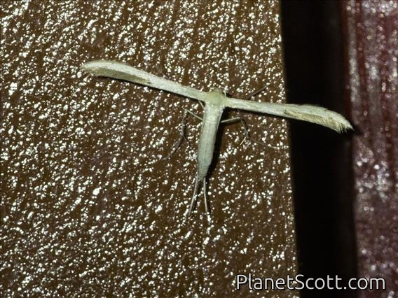 Plume Moth (Pterophoridae sp)