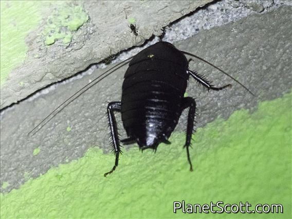 Household Cockroach (Melanozosteria nitida)
