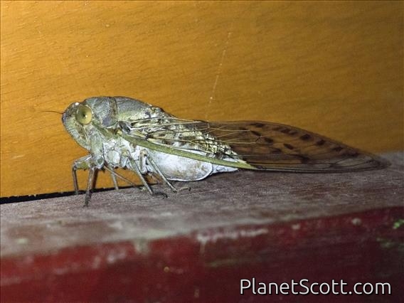 Papuan Cicada (Cosmopsaltria papuensis)