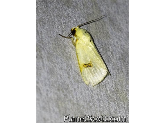 Tufted Moth (Earias uniplaga)
