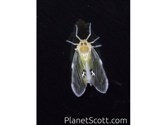 Rhotanini Planthopper (Rhotanini sp)
