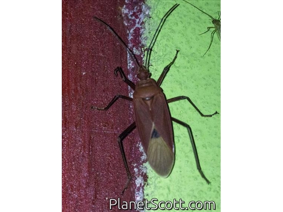 Cotton Stainer Bug (Dysdercus fuscomaculatus)