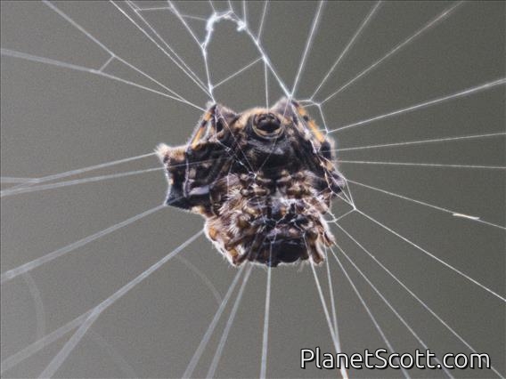 Orbweaver Spider (Araneidae sp)