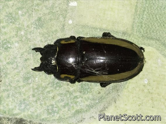 Stag Beetle (Prosopocoilus bison)