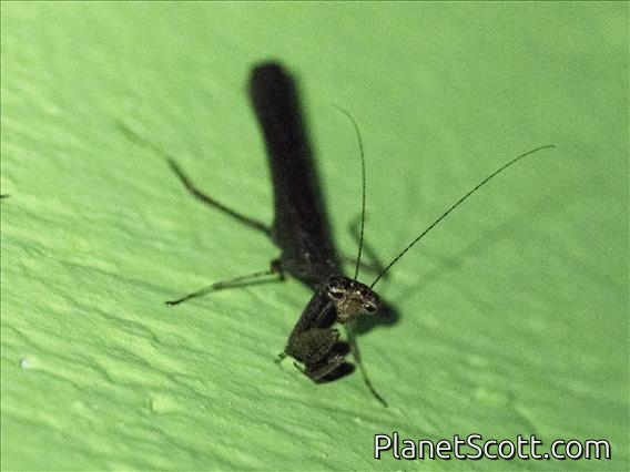 Mantis (Nanomantidae sp)