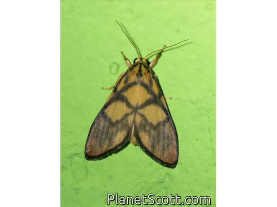 Tiger Moth (Integrivalvia decussa)