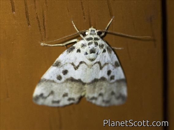 Lichen Moth (Eugoa sp)