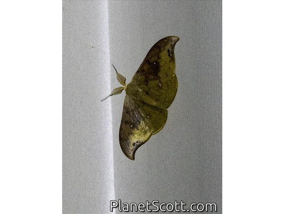 Hooktip Moth (Tridrepana olivacea)