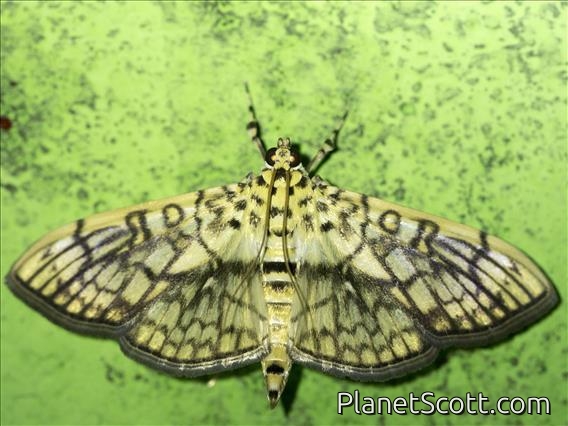 Pearl Moth (Haritalodes obliqualis)
