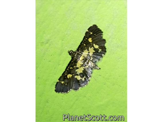Pearl Moth (Eurrhyparodes sp)