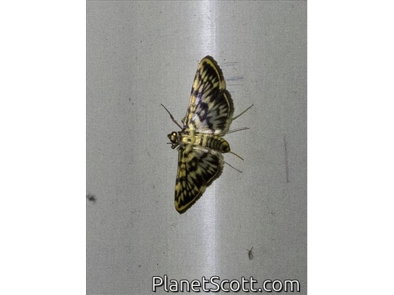 Pearl Moth (Rhimphalea sceletalis)