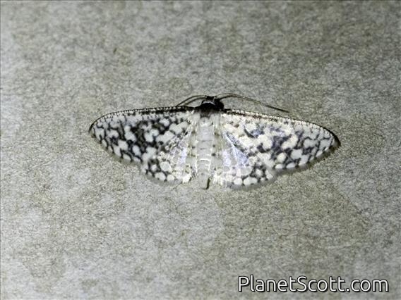Window-winged Moth (Thyrididae sp)