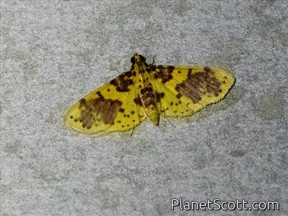 Pearl Moth (Conogethes sp)