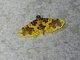 Pearl Moth (Conogethes sp)