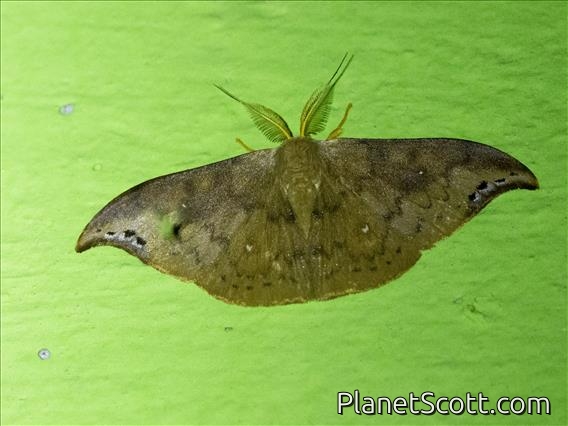 Hooktip Moth (Tridrepana examplata)