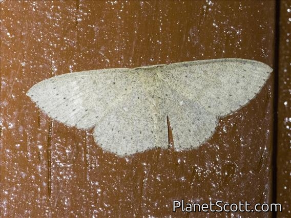 Mocha (Cyclophora obstataria)