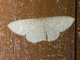 Mocha (Cyclophora obstataria)